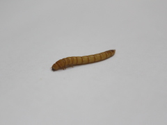 Tenebrio molitor