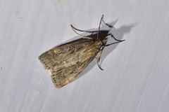 Eudonia octophora