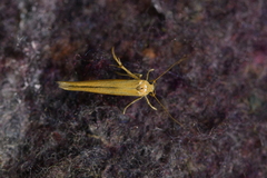 Stathmopoda skelloni