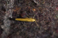 Stathmopoda skelloni