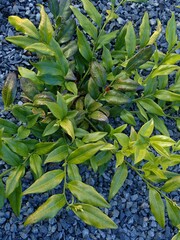 Sarcococca ruscifolia
