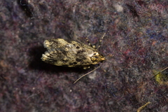 Barea codrella