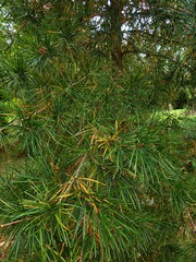 Sciadopitys verticillata