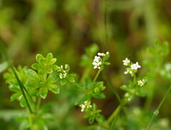 Asperula euryphylla