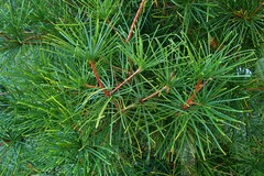 Sciadopitys verticillata