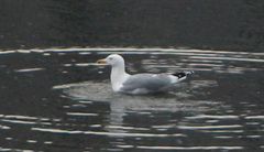 Larus cachinnans