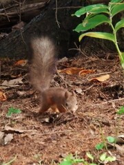 Sciurus vulgaris