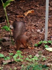 Sciurus vulgaris