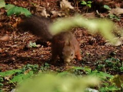 Sciurus vulgaris