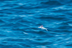 Exocoetidae