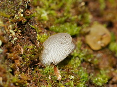 Pseudohydnum tasmanicum