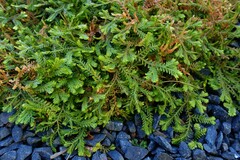 Selaginella substipitata