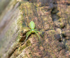 Cetratus rubropunctatus