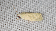 Earias paralella
