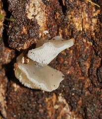 Pseudohydnum tasmanicum