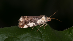 Acontia nivipicta