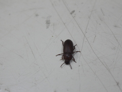 Tenebrio molitor