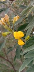 Cajanus cajan