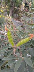 Cajanus cajan