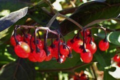 Solanum dulcamara