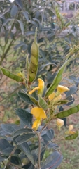 Cajanus cajan