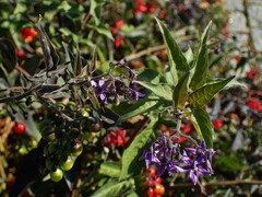 Solanum dulcamara