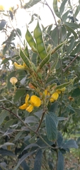 Cajanus cajan