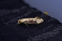 Trithamnora certella