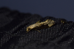 Trithamnora certella