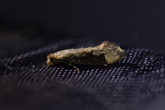 Trithamnora certella