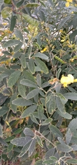 Cajanus cajan