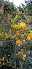 Cajanus cajan