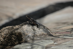 Agamidae