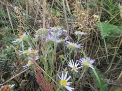 Aster biennis