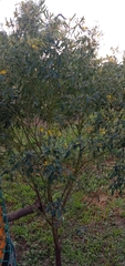 Cajanus cajan