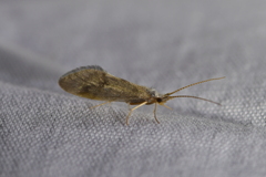 Pycnocentrodes aeris