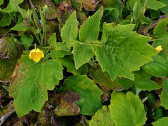 Stylophorum lasiocarpum