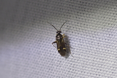 Ausejanus albisignatus