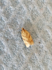 Clepsis pallidana