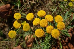 Tanacetum vulgare