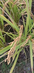 Oryza sativa
