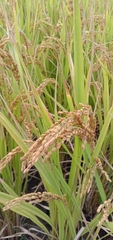 Oryza sativa