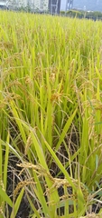 Oryza sativa