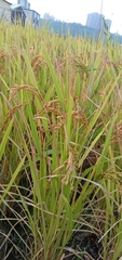 Oryza sativa