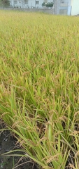 Oryza sativa