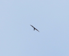Accipiter cirrocephalus