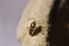 Diomocoris