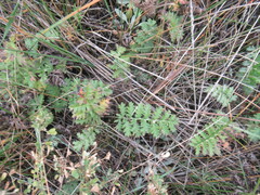 Artemisia tanacetifolia