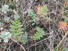 Artemisia tanacetifolia