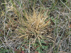 Cleistogenes squarrosa